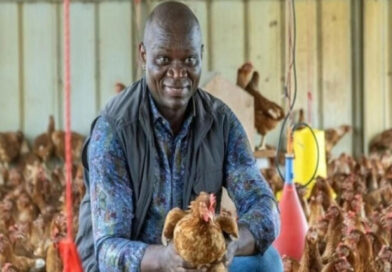 Gabon : Le pays entre dans la phase de vérité avant l’interdiction du poulet importé